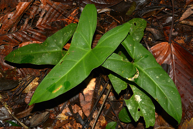 Adelonema crinipes