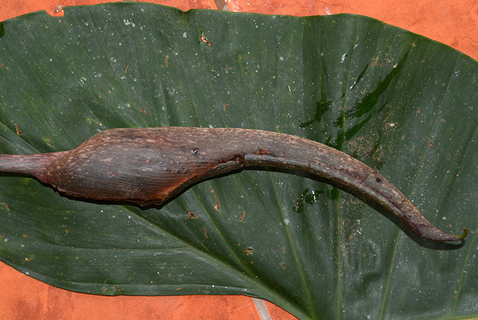 Adelonema crinipes