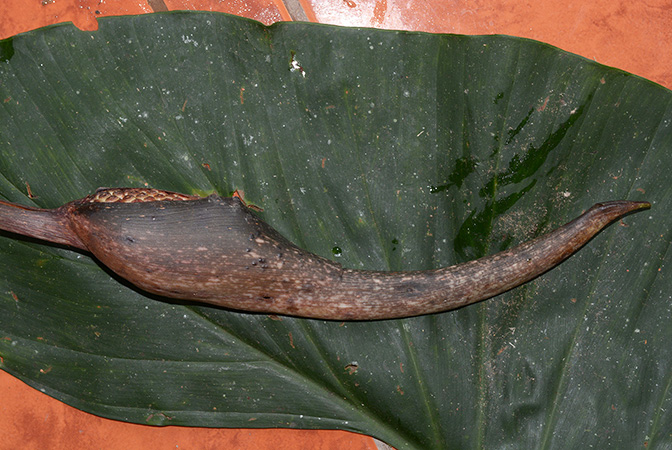 Adelonema crinipes