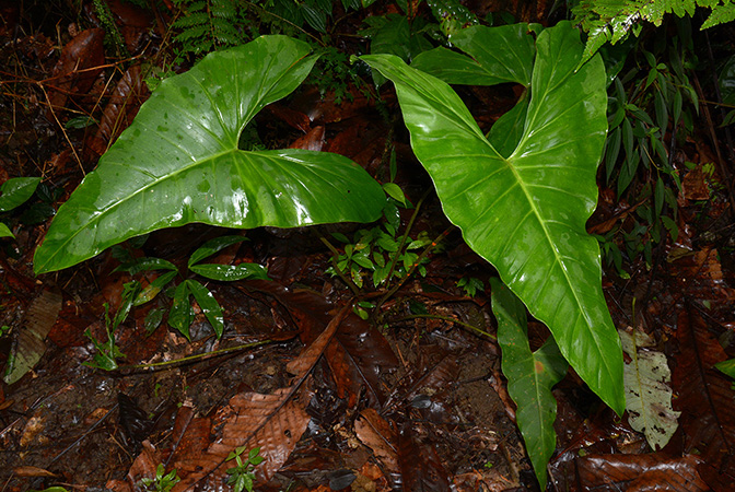 Adelonema crinipes