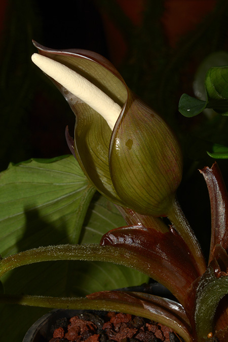 Adelonema pallidinervium