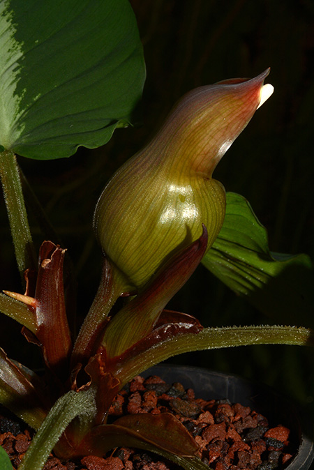 Adelonema pallidinervium