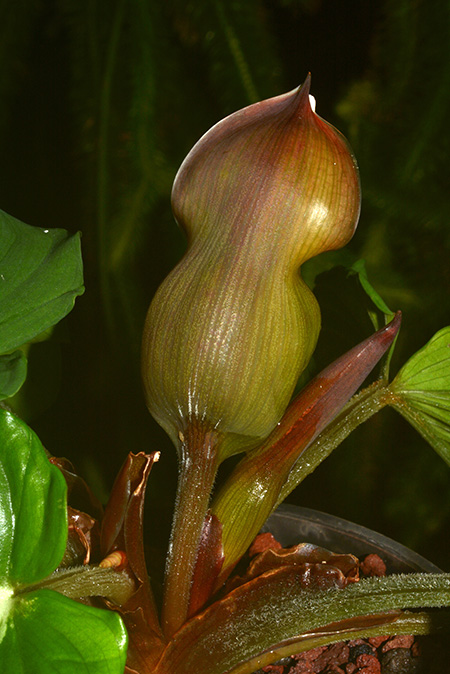 Adelonema pallidinervium
