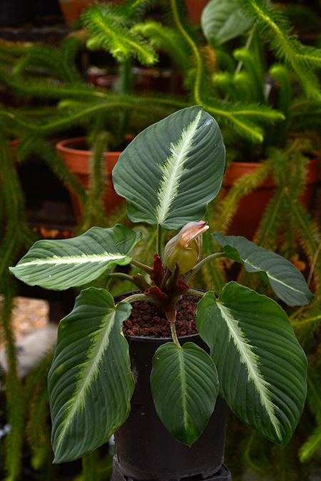Adelonema pallidinervium