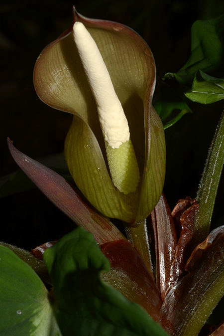 Adelonema pallidinervium