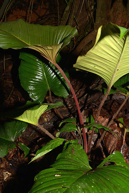 Adelonema picturatum