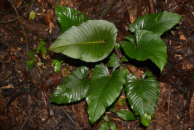 Adelonema picturatum