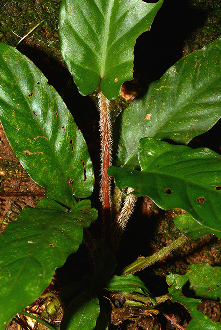 Adelonema picturatum
