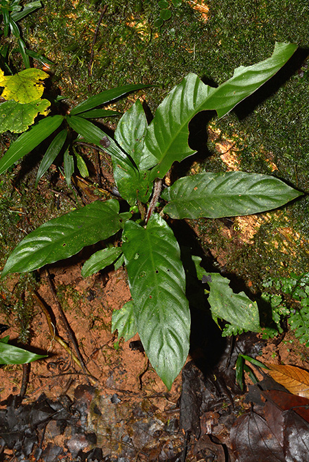 Adelonema picturatum