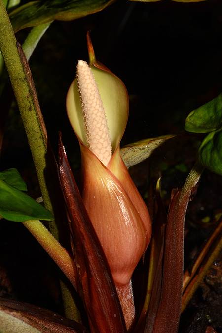 Adelonema picturatum