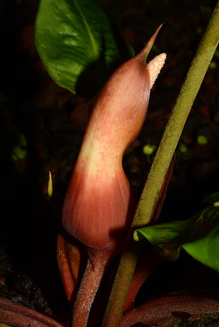 Adelonema picturatum