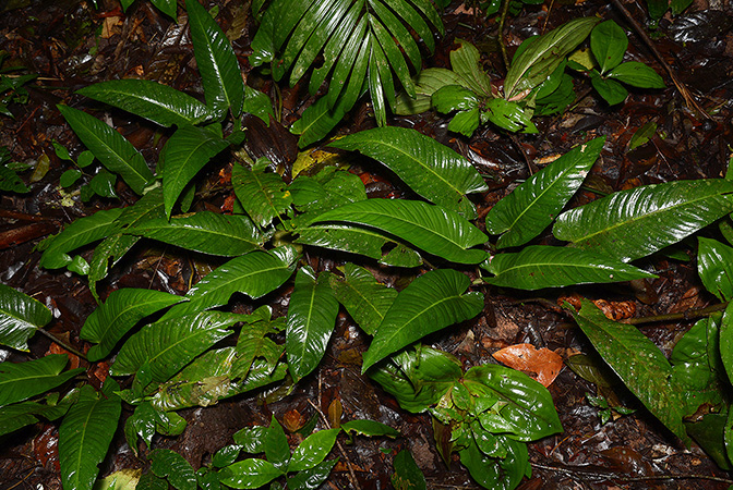Adelonema picturatum
