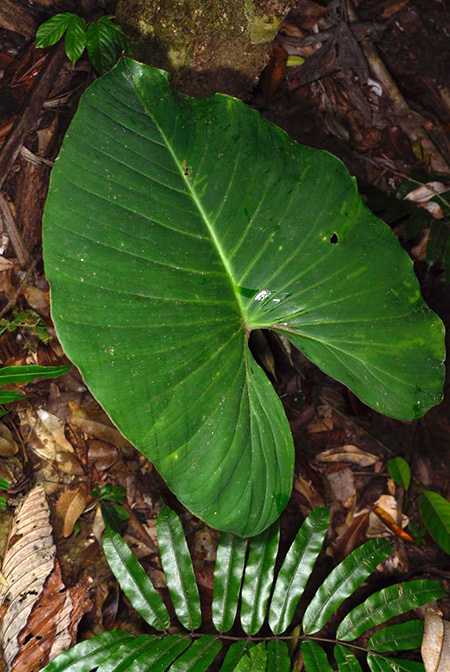 Adelonema wendlandii