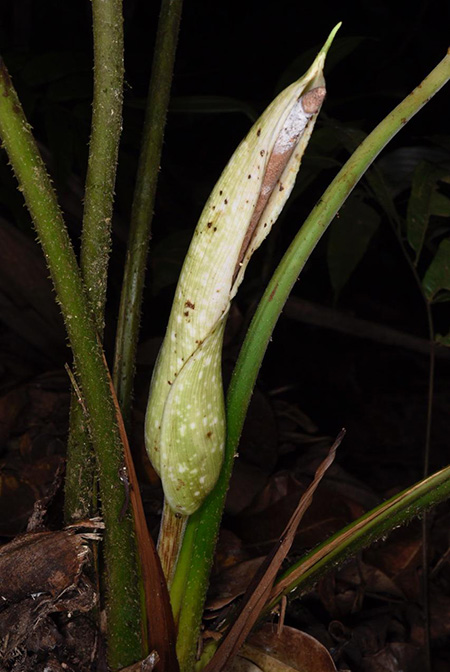 Adelonema wendlandii