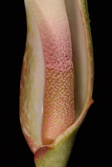 Adelonema wendlandii