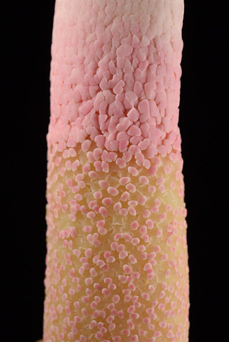 Adelonema wendlandii