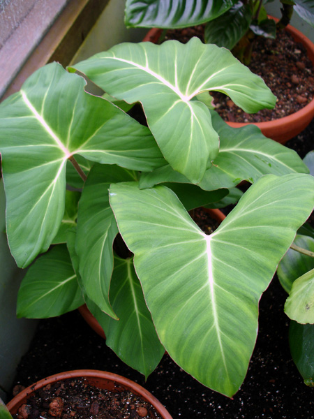Adelonema yanamonoense