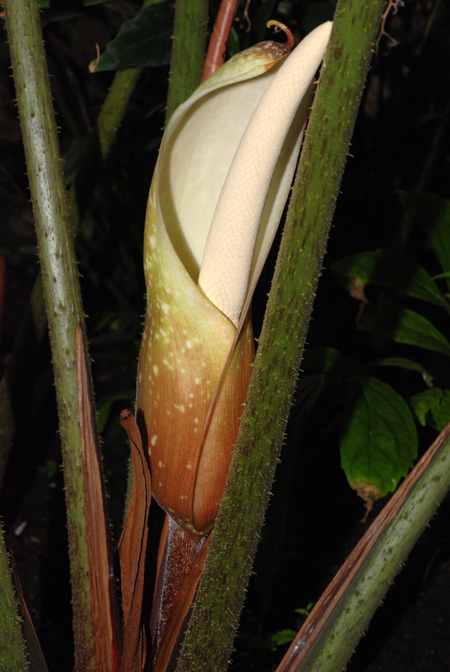 Adelonema crinipes