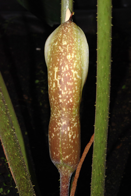 Adelonema crinipes