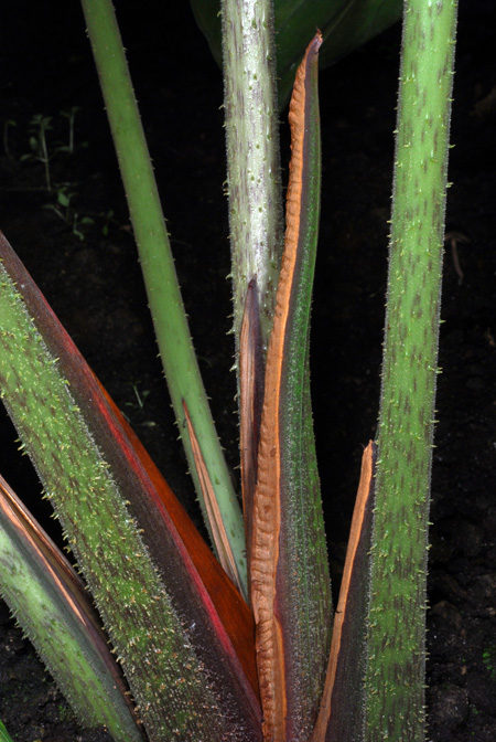 Adelonema crinipes