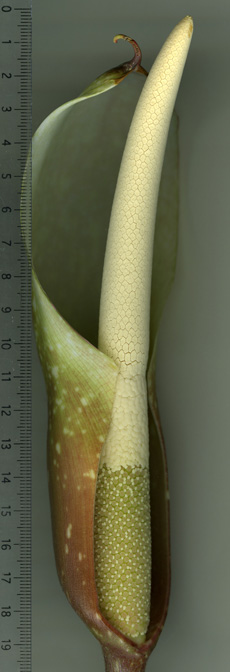 Adelonema crinipes