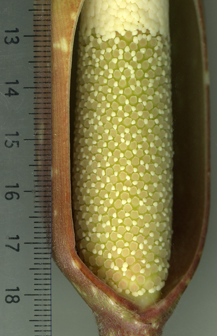 Adelonema crinipes