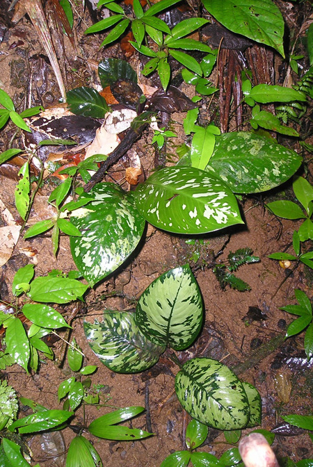 Adelonema allenii