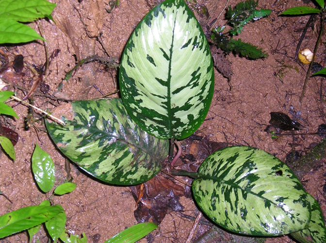 Adelonema allenii