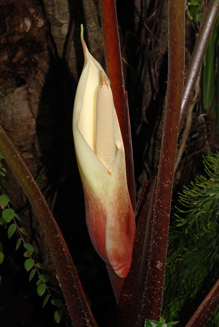 Adelonema peltatum