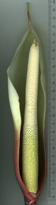 Adelonema peltatum