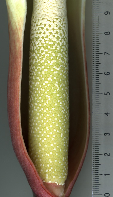 Adelonema peltatum