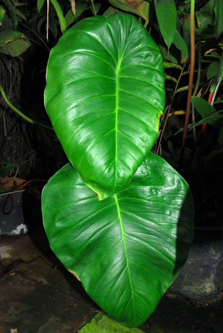 Adelonema peltatum