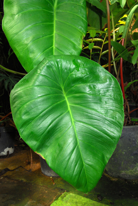 Adelonema peltatum