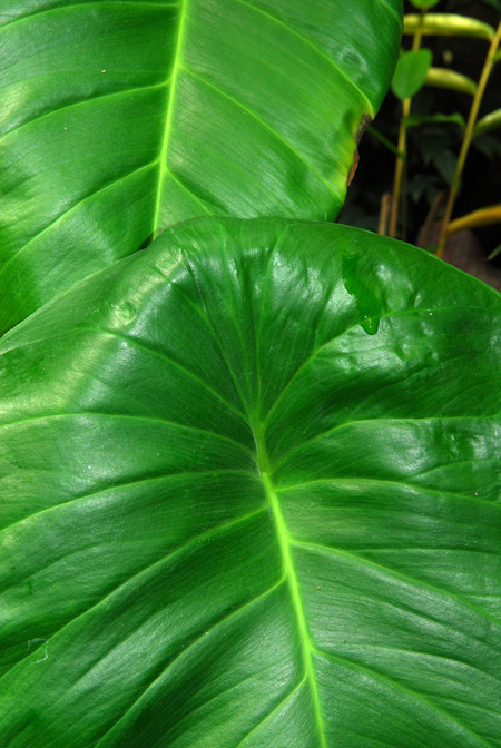 Adelonema peltatum