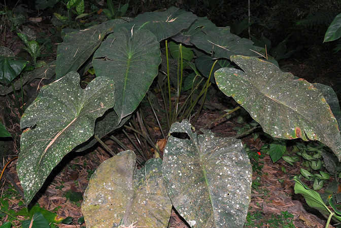 Adelonema peltatum