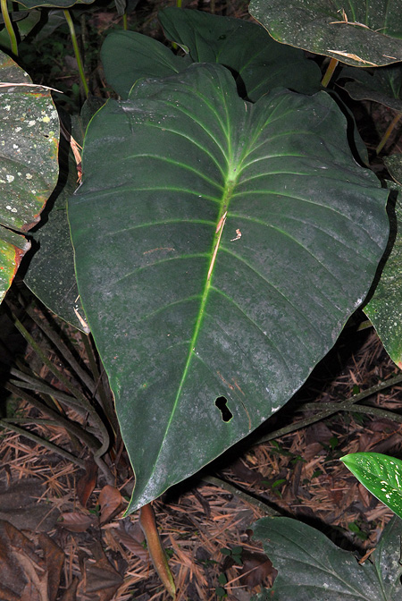 Adelonema peltatum