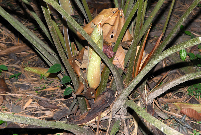 Adelonema peltatum