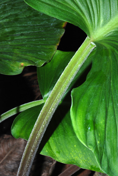 Adelonema picturatum