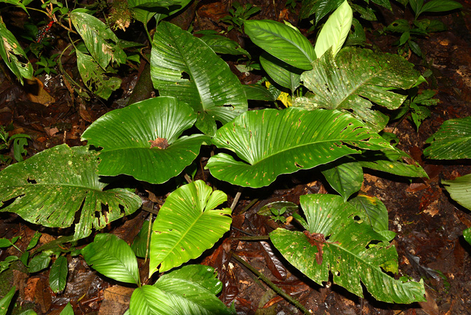 Adelonema picturatum