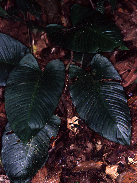 Adelonema picturatum