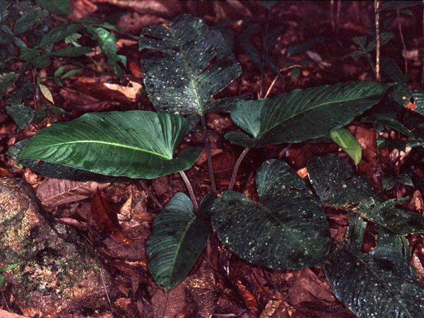 Adelonema picturatum
