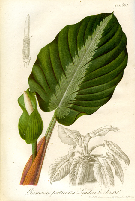 Adelonema picturatum