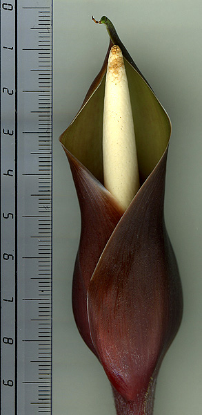 Adelonema picturatum