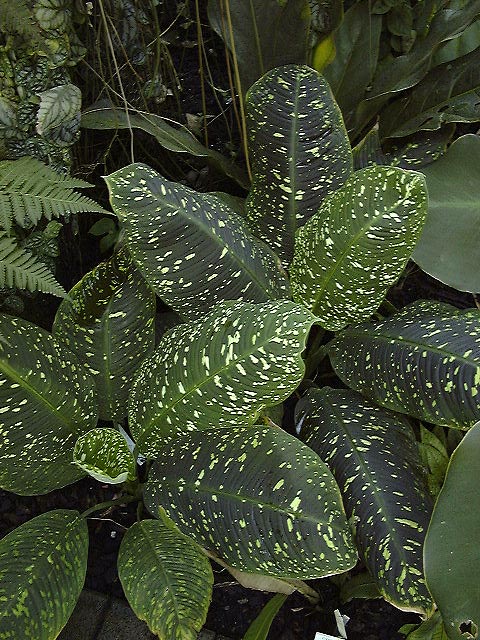 Adelonema speariae