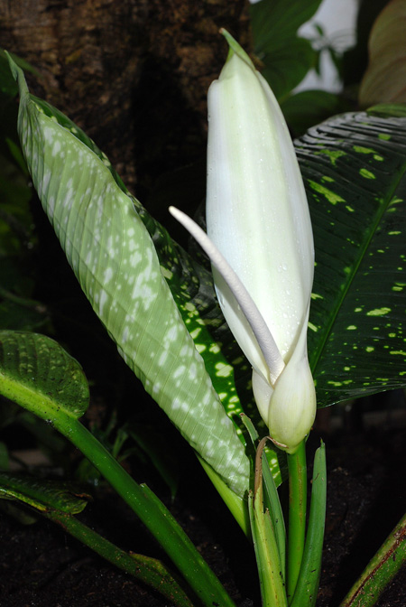 Adelonema speariae