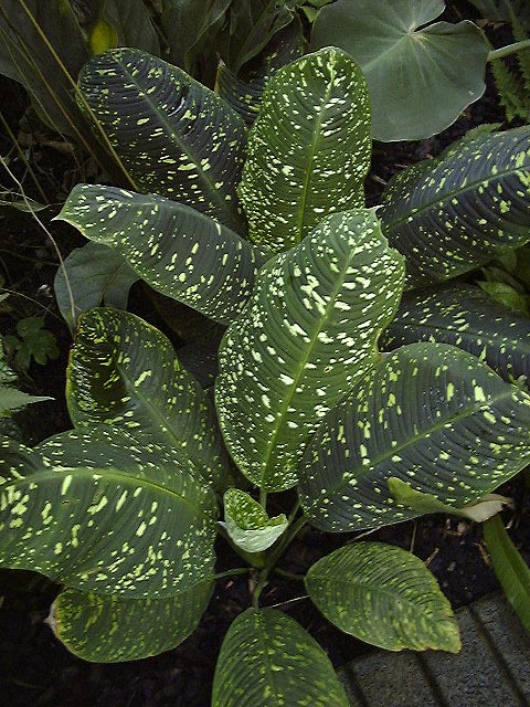 Adelonema speariae