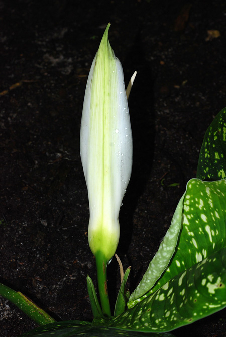 Adelonema speariae