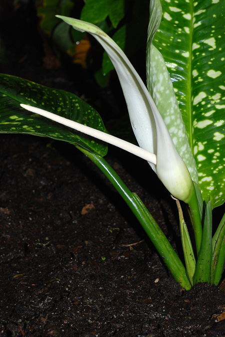 Adelonema speariae