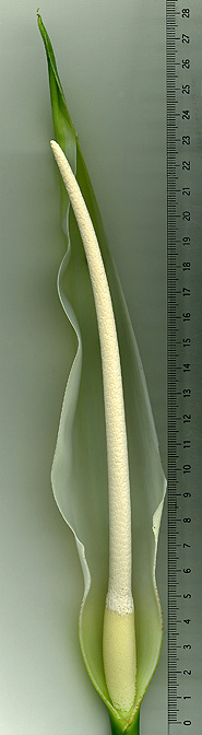Adelonema speariae