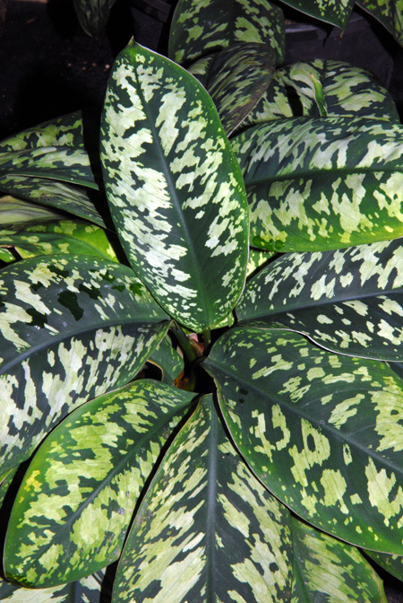 Adelonema wallisii